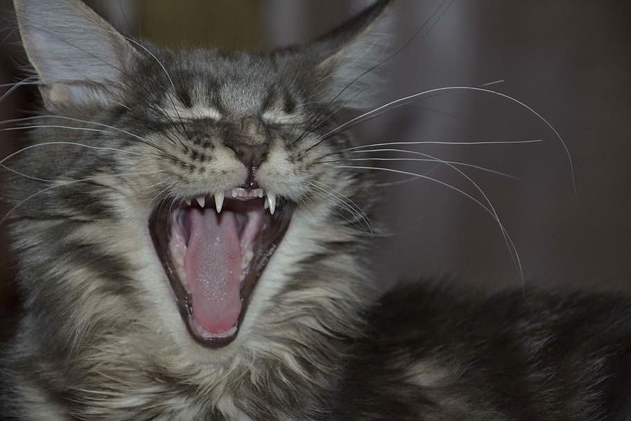 Maine Coon, Cat, Teeth, domestic cat, one animal, animal themes HD wallpaper