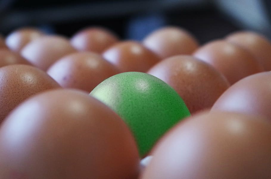 eggs, container, brown, yolk, egg white, other, close-up, indoors HD wallpaper