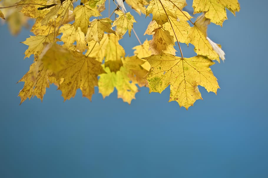 selective focus photography of yellow leaves, yellow maple leaves HD wallpaper