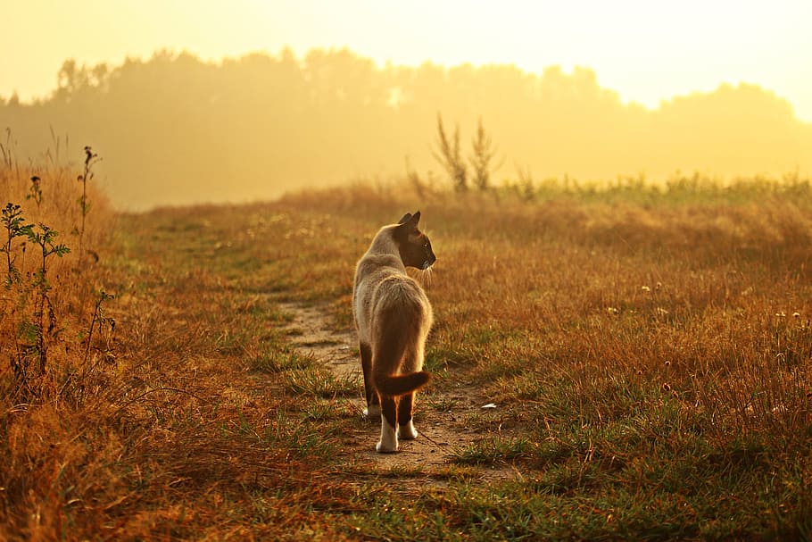 cat, mieze, kitten, siamese cat, breed cat, fog, sunrise, lane HD wallpaper