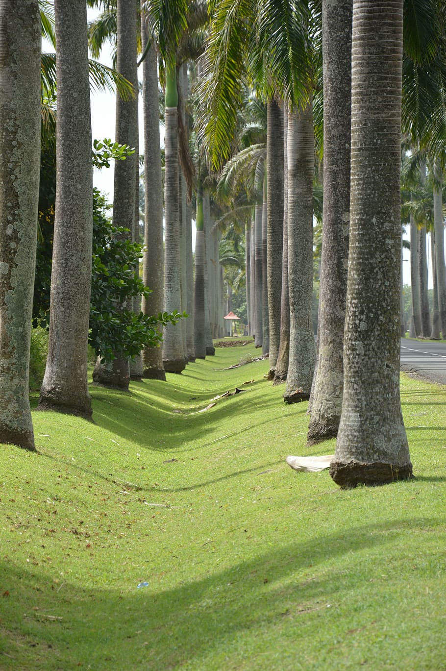 Guadeloupe, Palm, Holiday, Paradise, tree, green color, grass