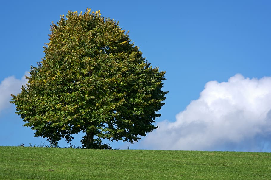 tree, individually, meadow, nature, sky, green, pasture, field HD wallpaper