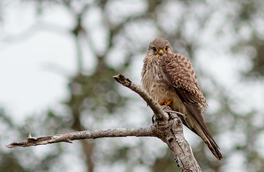 Hawk, Tehran, Birds, ron case in tehran, one animal, animal wildlife HD wallpaper