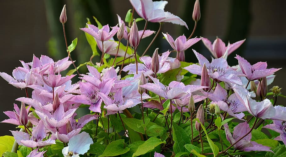 flower, blossom, spring, violet, blooming, color, summer, floral HD wallpaper