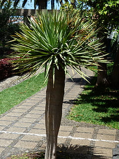 palm, tree, palm tree, plant, palm tree root, canary island dragon tree HD wallpaper