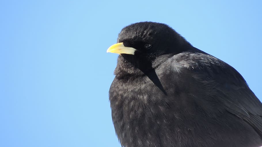 Bird, Thrush, termszet, one animal, animal wildlife, animals in the wild HD wallpaper