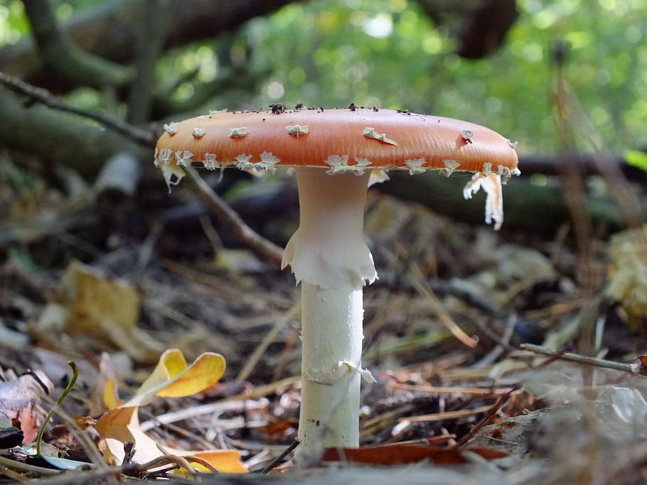 forest, fly agaric, side view, macro, mushroom, fungus, vegetable HD wallpaper