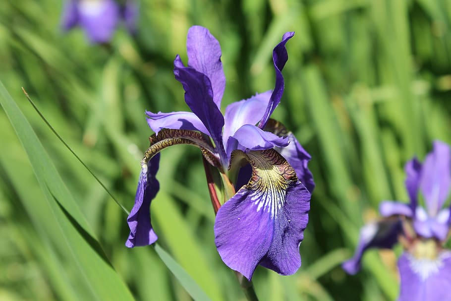 iris, blossom, bloom, flower, violet, flowering plant, purple HD wallpaper