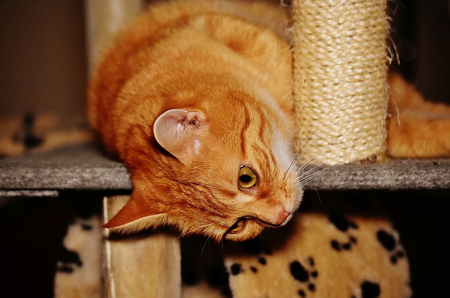 cat, red, funny, cute, mackerel, tiger, sweet, cuddly, animal HD wallpaper