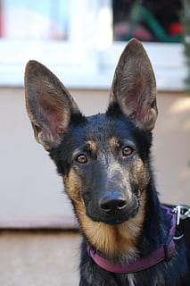 bi-color German Shepherd with purple collar at daytime, dog HD wallpaper