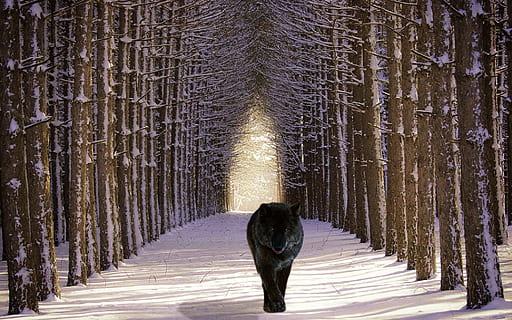 black and gray wolf walking on gray path, forest, wild animals HD wallpaper