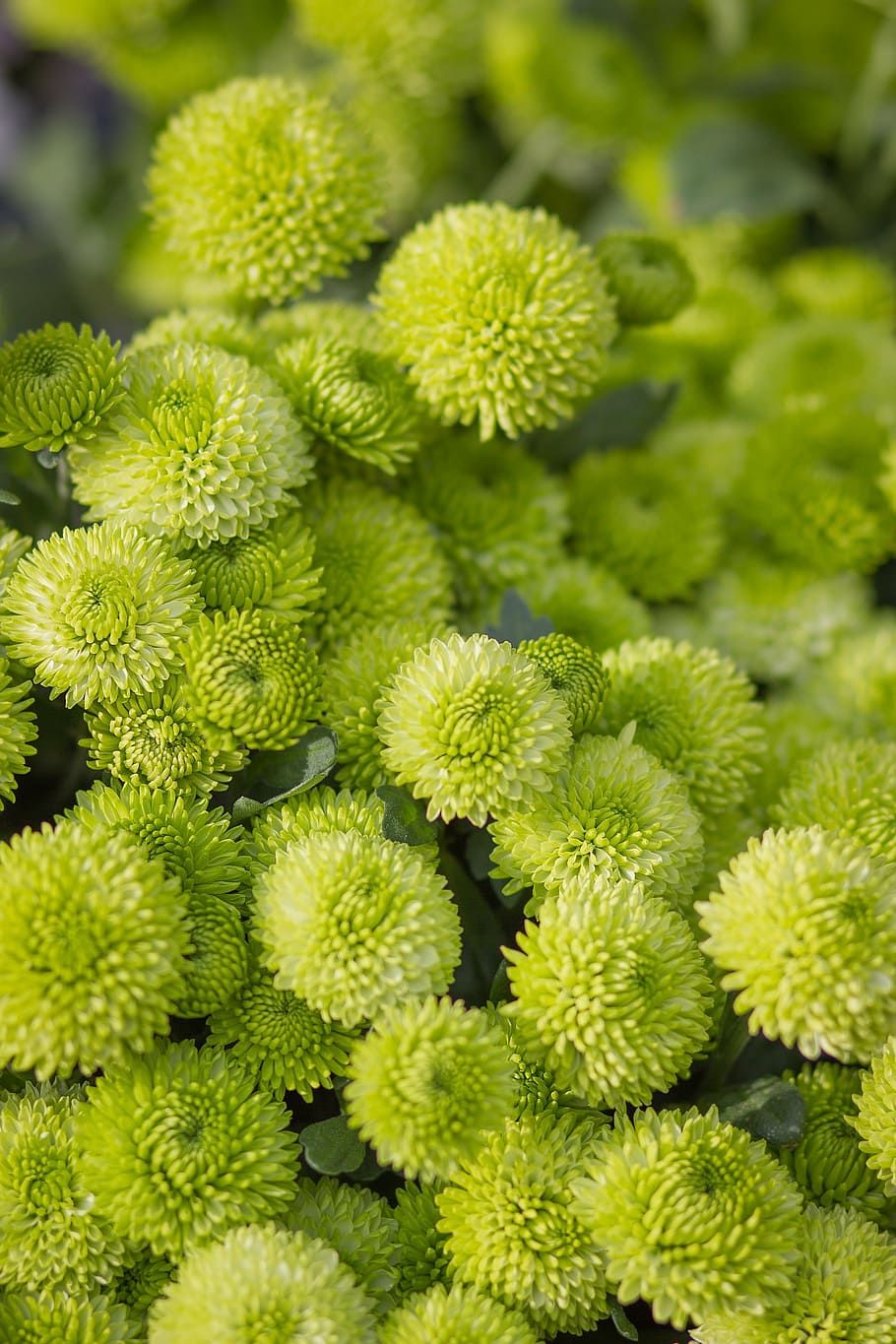 spring, flowers, spring flowers, nature, handsomely, plant HD wallpaper