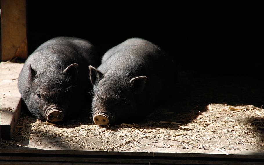 two black wild boars, pigs, piglets, farm, mammal, pork, piggy, HD wallpaper