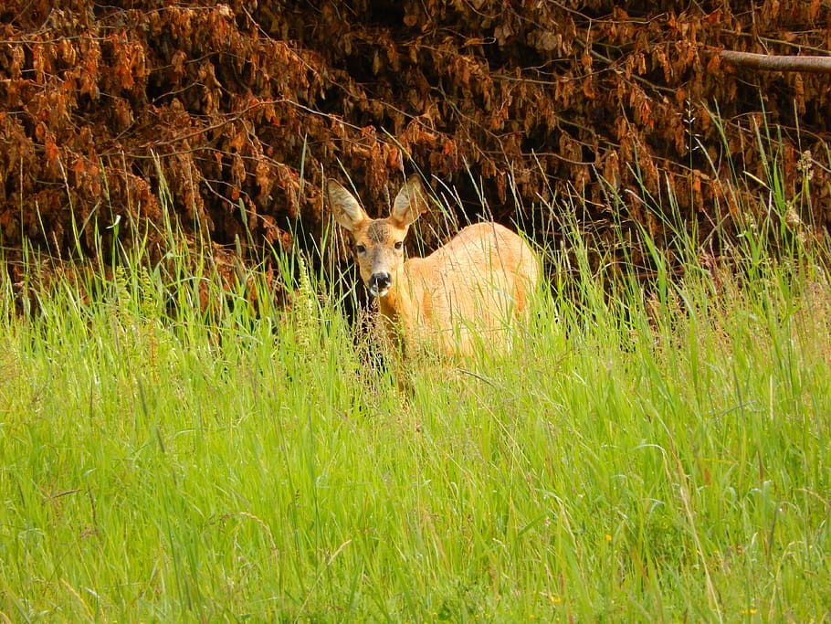 Roe Deer, Deer, Grass, Scheu, Nature, Mammal, animal, meadow HD wallpaper