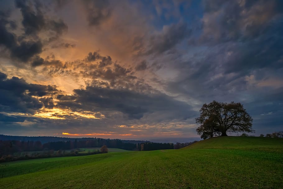 green grass field, sunset, tree, twilight, silhouette, evening HD wallpaper