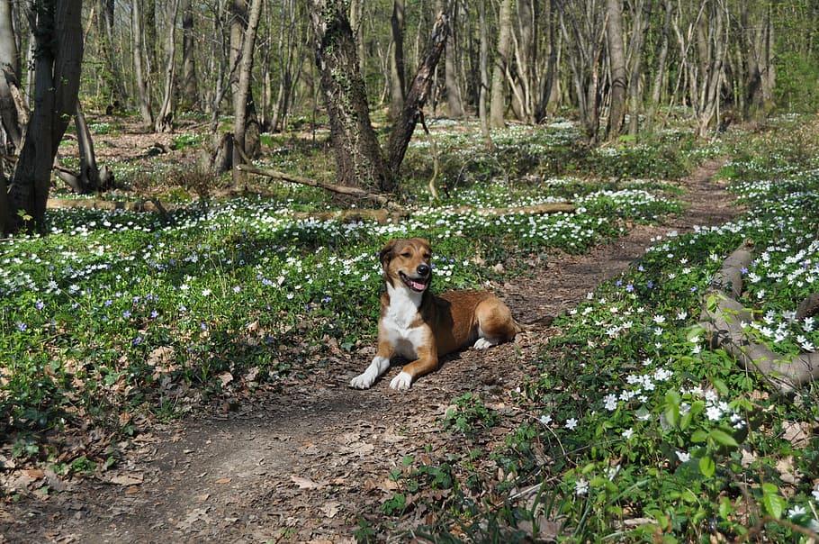 dog, spring, forest, wood anemone, mammal, one animal, animal themes, HD wallpaper
