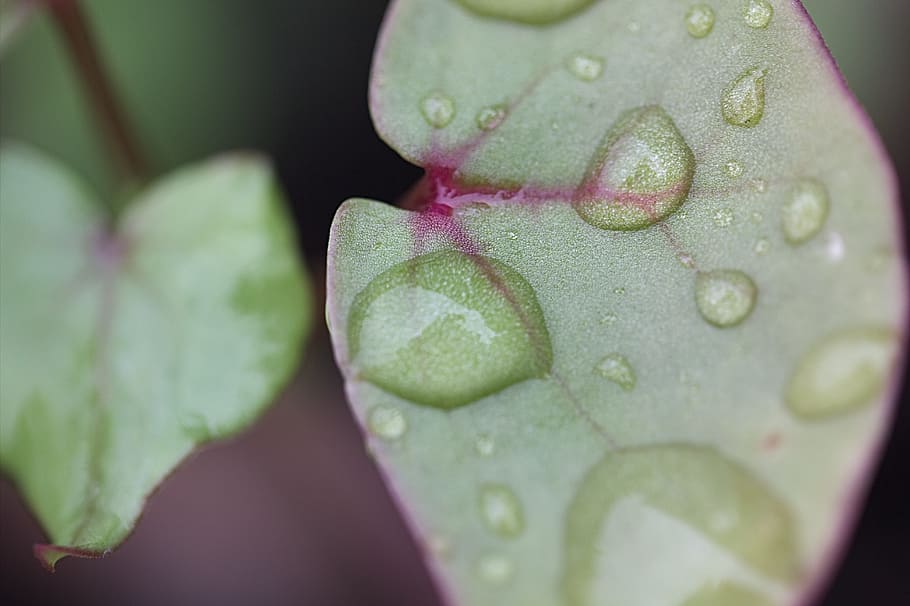 plant, leaf, flower, background, close, pearl, nature, garden HD wallpaper