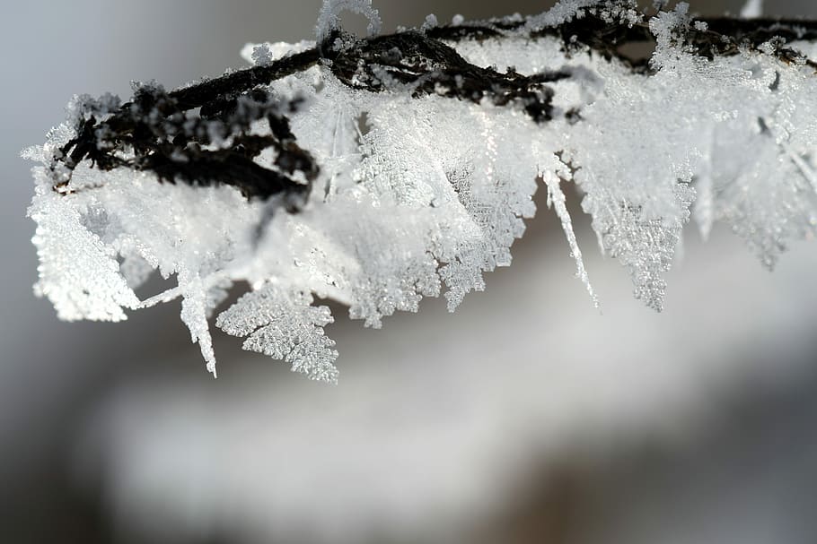 Frost, Wintry, Ice, Winter Magic, cold, hoarfrost, frozen, nature HD wallpaper