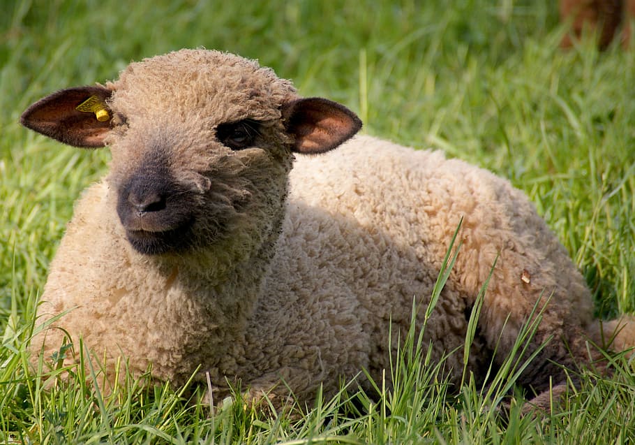 sheep, animal, wool, head, fur, agriculture, animals, young HD wallpaper