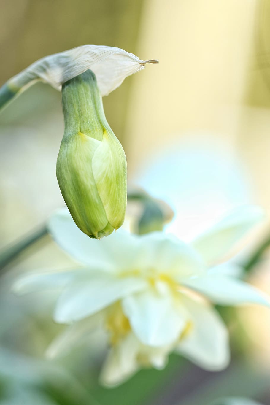 flower, spring, nature, spring flowers, blossom, garden, plant HD wallpaper