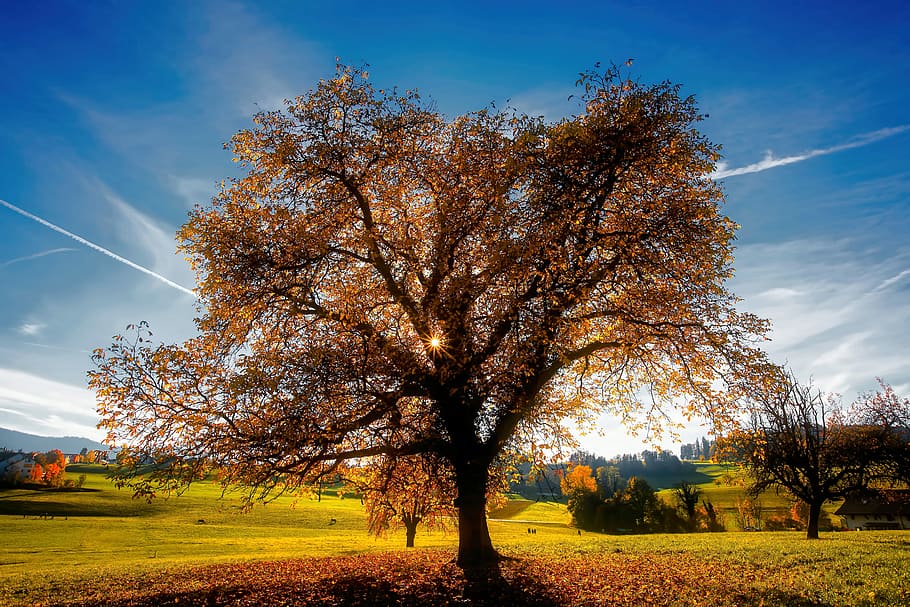 brown tree in the middle of grass field, brown leafed tree, park HD wallpaper