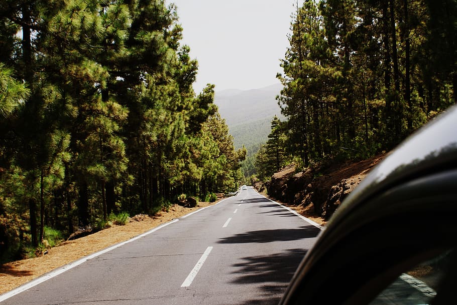 gray road between forest, gray asphalt road between green leaf trees HD wallpaper