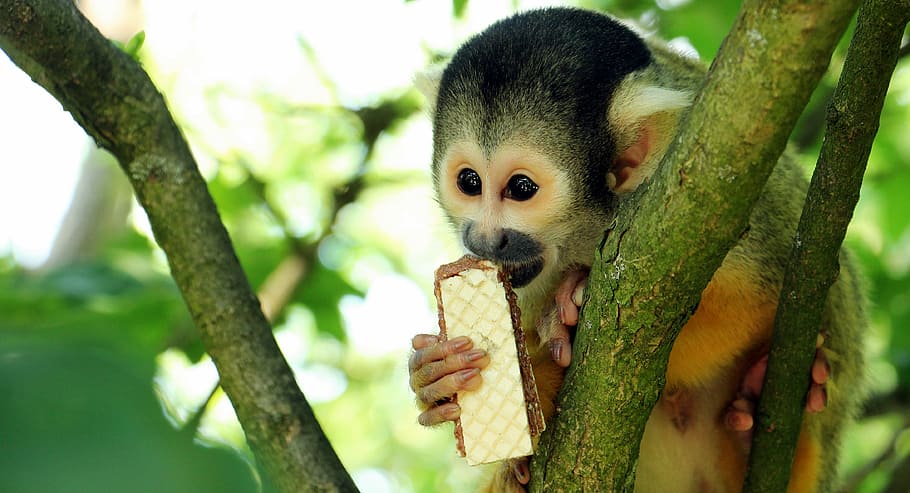 monkey eating biscuit, squirrel monkey, äffchen, exotic, primate HD wallpaper