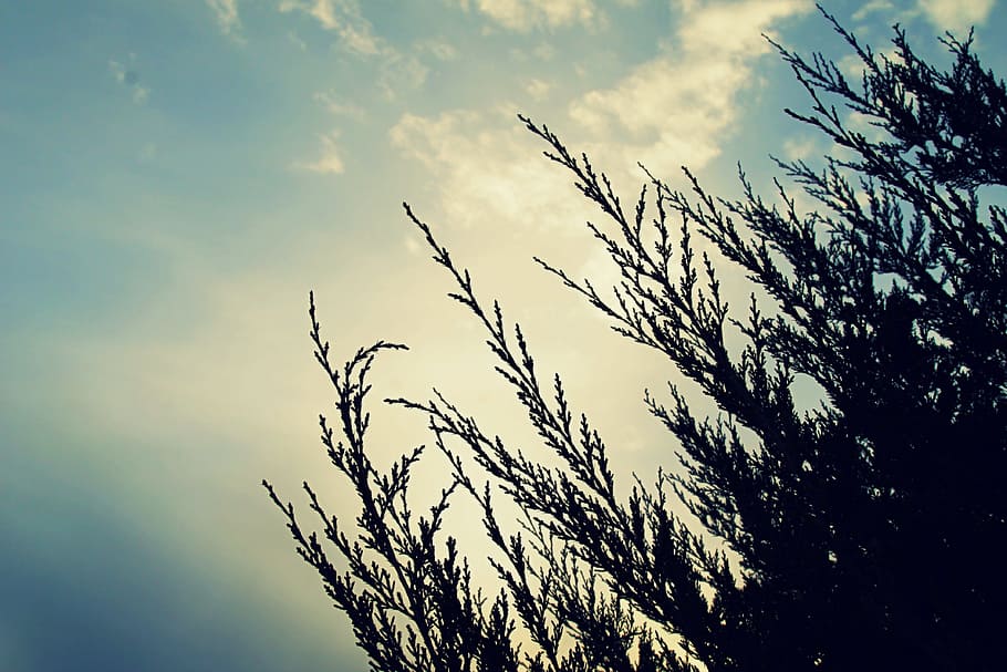 Pine, Tree, Tree, Branch, Nature, green, christmas, forest HD wallpaper