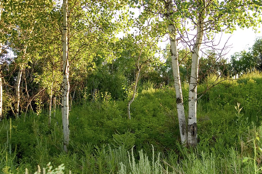 birch, brkenwald, trees, plant, green color, growth, land, beauty in nature HD wallpaper