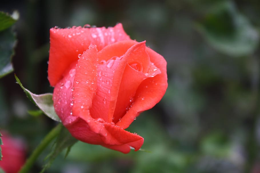rose, rain, drip, flower, flowering plant, fragility, beauty in nature HD wallpaper