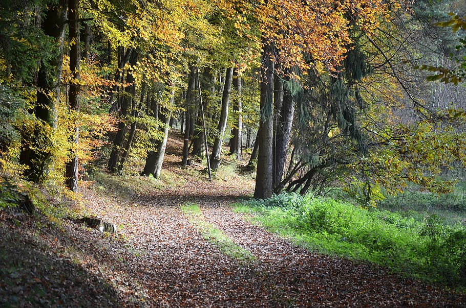 forest path, autumn, trees, fall color, autumn light, plant HD wallpaper