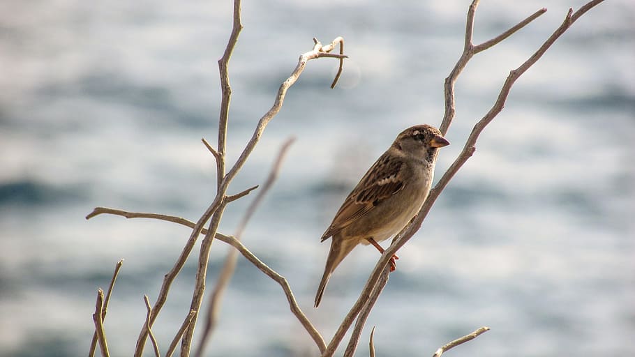 Sparrow, Bird, Tree, Wildlife, ornithology, animal, nature HD wallpaper