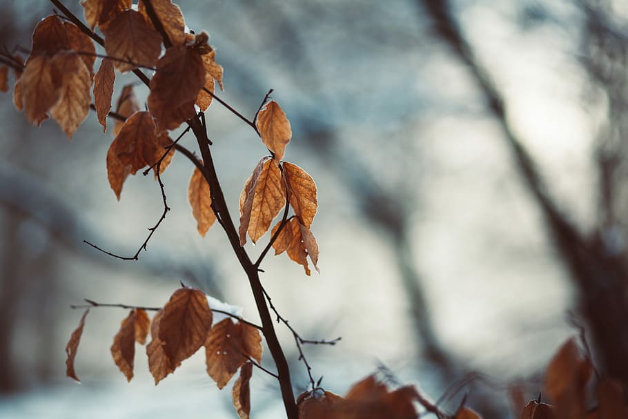 selective focus photography of brown leaves, selective photo of brown leaves HD wallpaper