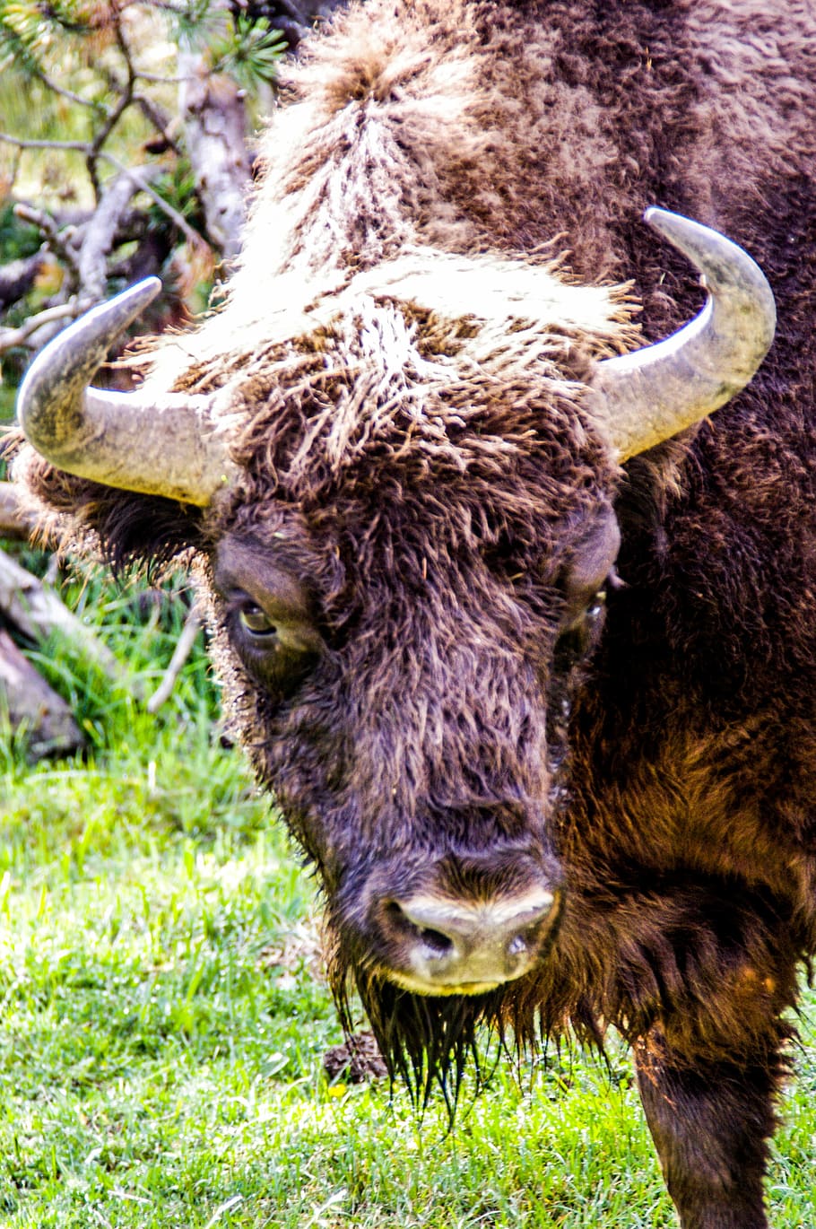 Bison, Force, Nature, Wild, taurau, forest, haute loire, ardèche HD wallpaper