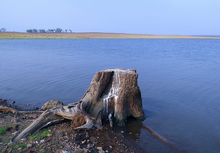 stub, tree, stump, bird perch, guano, bird excrement, tattihallia HD wallpaper