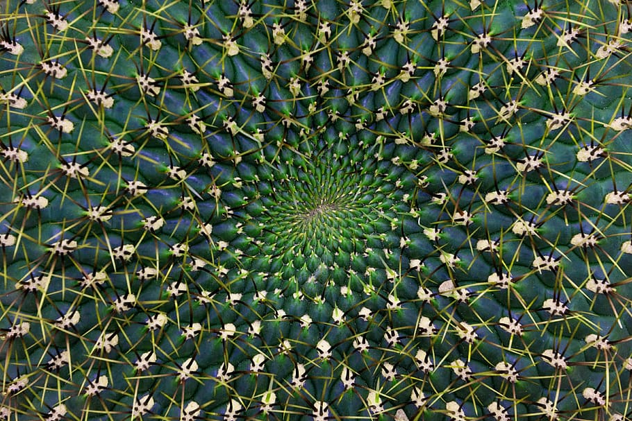 Cactus, Pattern, Thorns, Close, Spiral, structure, prickly HD wallpaper
