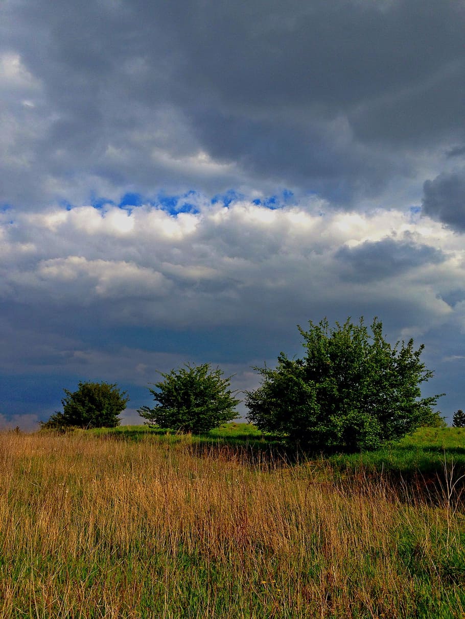 shrubs, green, spring, sky, landscape, nature, holiday, cloud - sky HD wallpaper