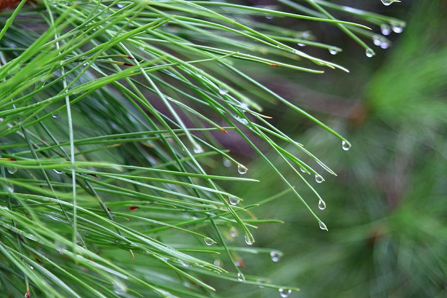 tree, needles, pine, vrohi, drops, plant, green color, growth HD wallpaper
