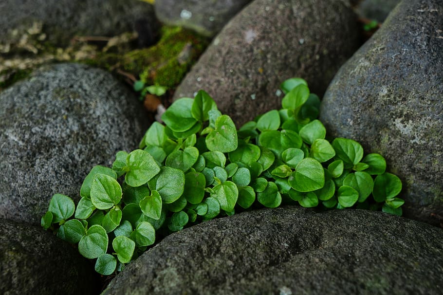 Nature, Leaves, Mint, Rocks, Stones, gardening, green color HD wallpaper