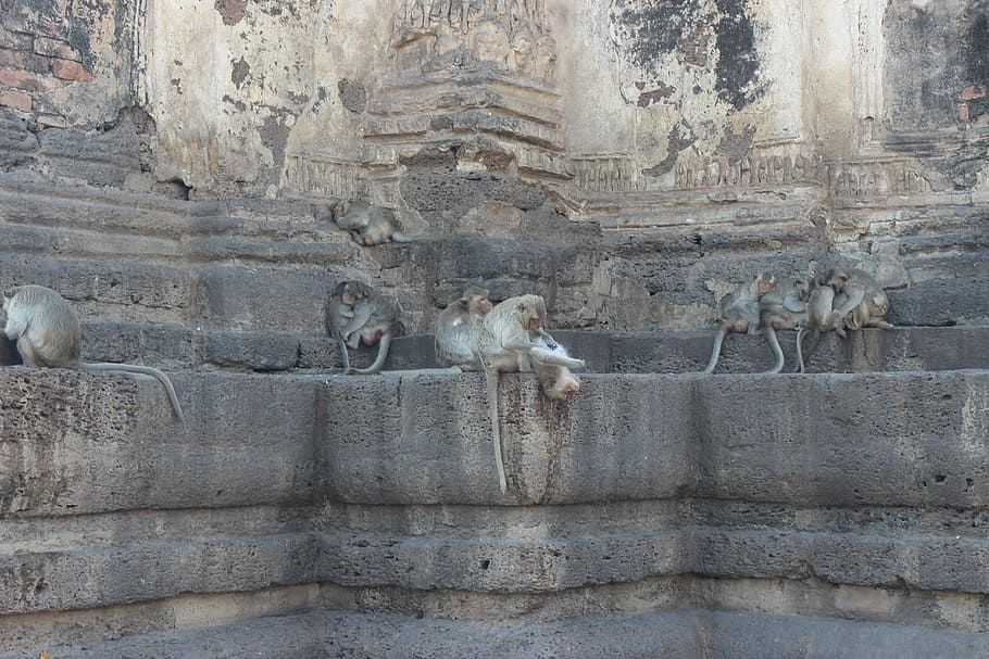 Monkey eating lice among sleepy on the temple, group of primates on gray concrete surface HD wallpaper