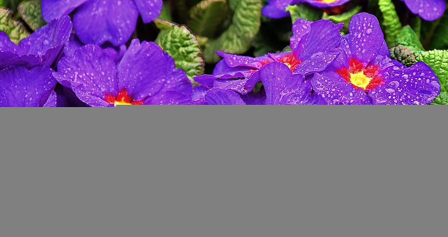primula, spring, spring flower, blue, flowering plant, beauty in nature HD wallpaper