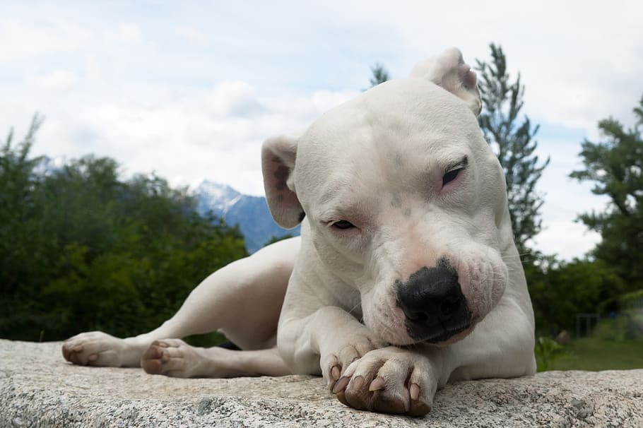white dog lying on gray pavement at daytime, animal, pet, dogo argentino