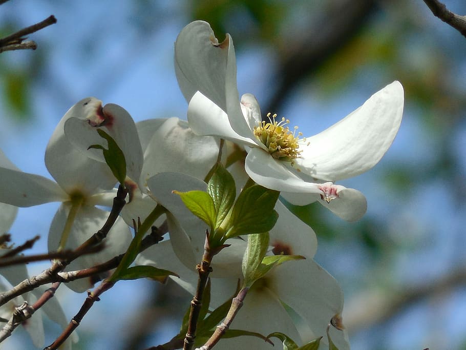Tree, Dogwood, Spring, Nature, Flower, green, season, blooming HD wallpaper