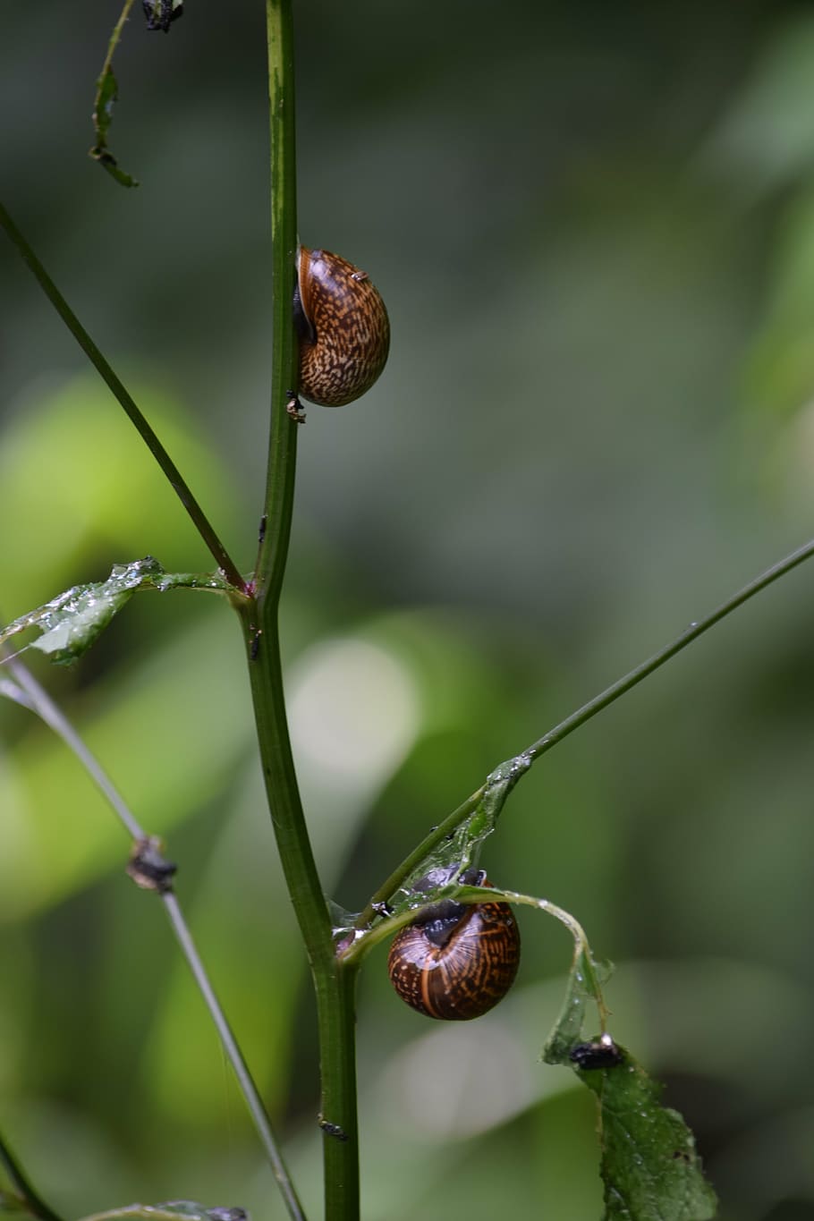 snails, nature, shell, close, close-up, plant, focus on foreground HD wallpaper