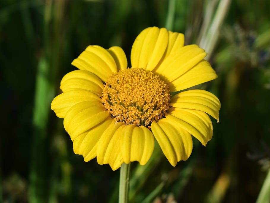 daisy, yellow, flower, spring, floral, nature, color, bloom HD wallpaper