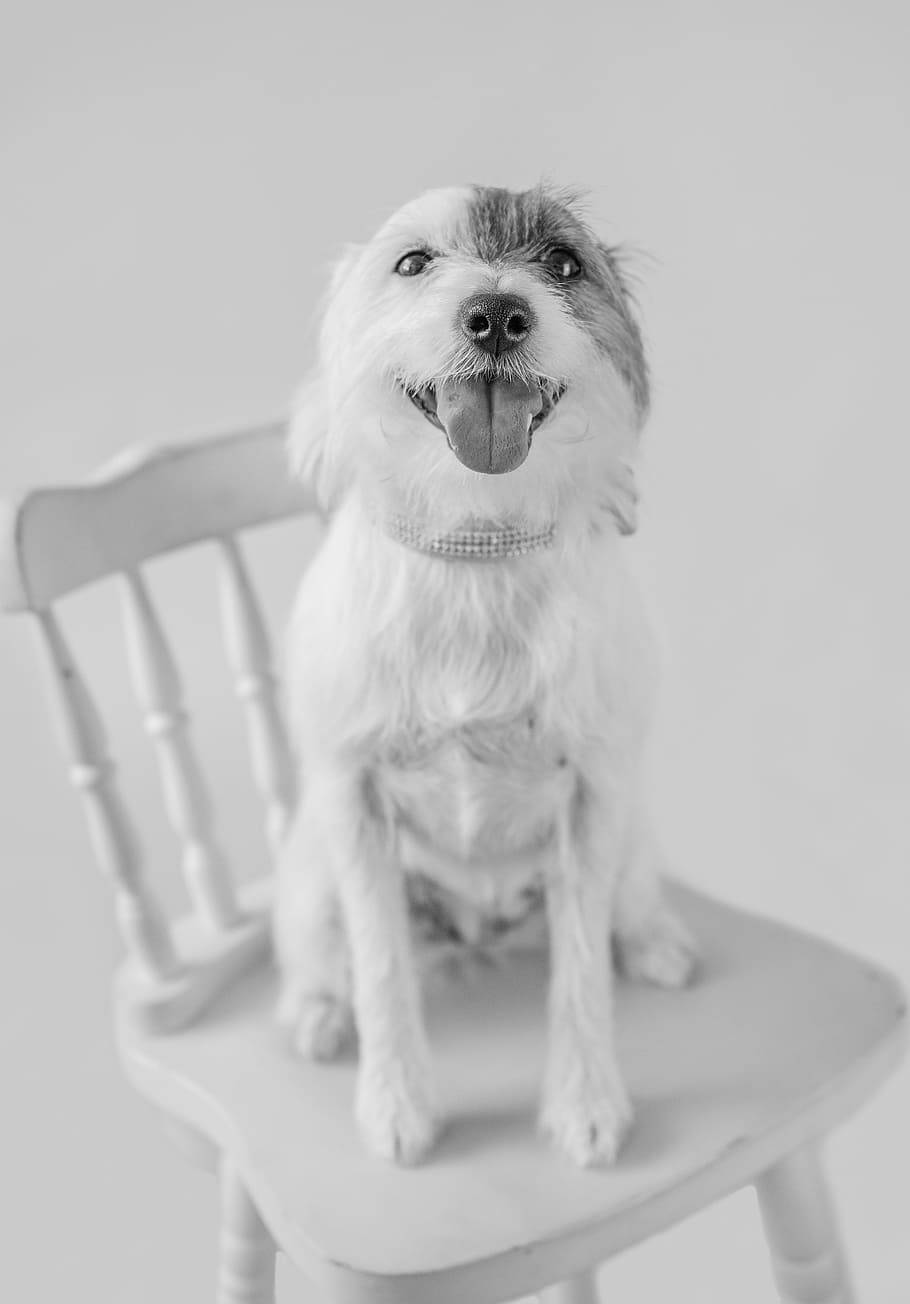 grayscale photo of long-coated dog on top of chair, pet, portrait HD wallpaper