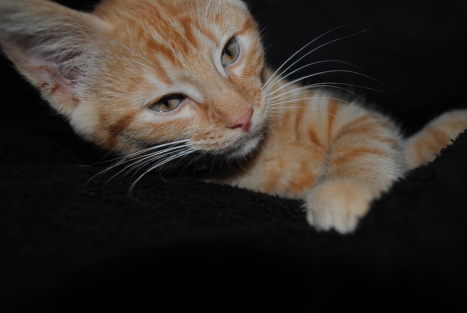 cat, animal, cute, domestic Cat, pets, kitten, fur, feline HD wallpaper