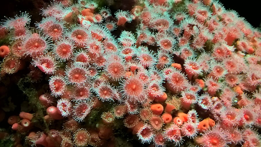 anemone, red, green, close, underwater, red anemone, diving HD wallpaper