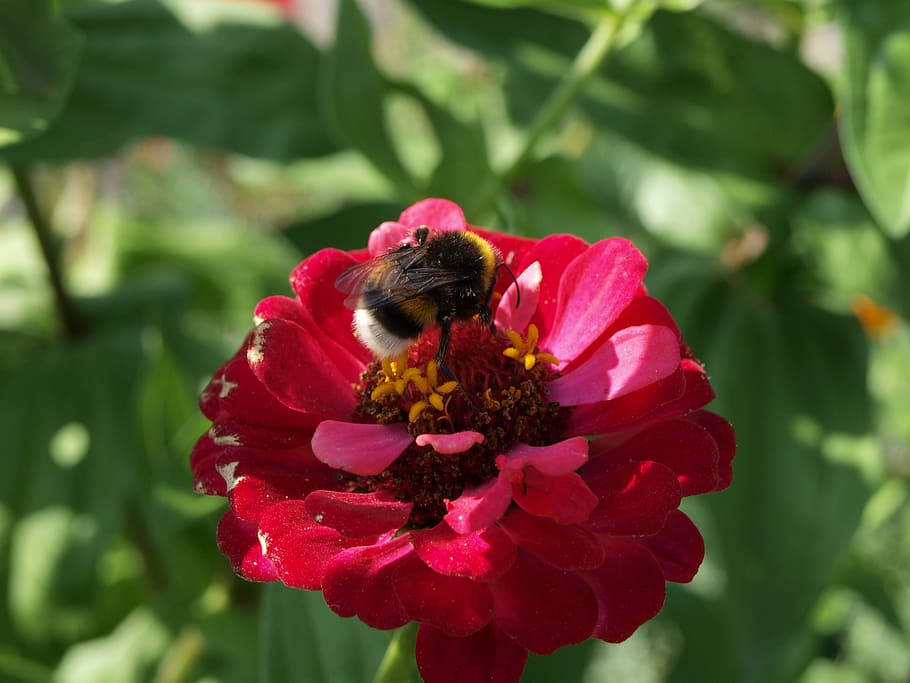 bumble-bee, flowers, flowering plant, fragility, vulnerability HD wallpaper