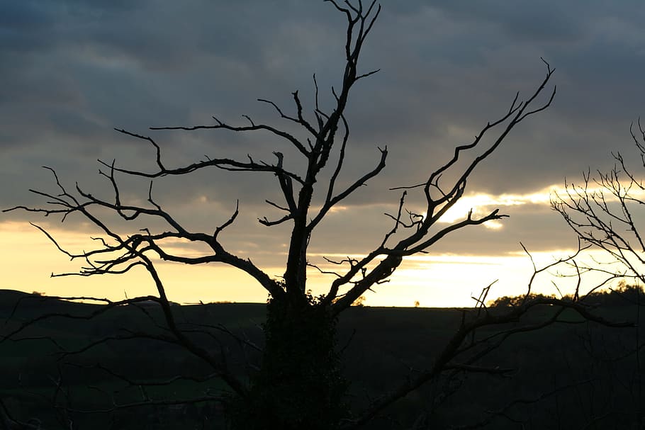 sunset, tree, winter, sky, bare tree, cloud - sky, plant, beauty in nature HD wallpaper